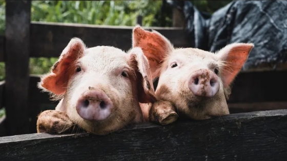 Forraje verde hidropónico, clave para bajar costos en alimentación porcina
