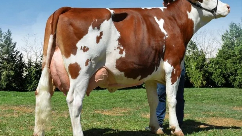 Se enamoró de una raza francesa y busca sumarla al campo argentino: no se enferma y da hasta 60 litros de leche por día