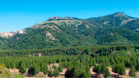 Revelan que la forestación con pino secuestró más carbono que la nativa en la Patagonia