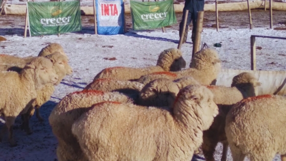 Cooperativas de la patagonia impulsan el engorde a corral de ovinos