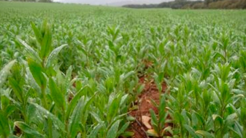 Biocombustible con camelina reduce un 66 % la emisión gases de efecto invernadero