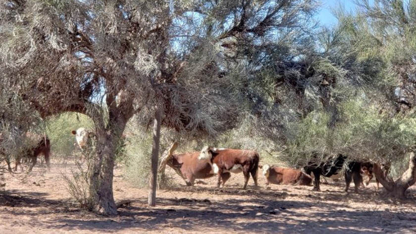Día Nacional de la Conservación del Suelo: cómo protege Mendoza este recurso