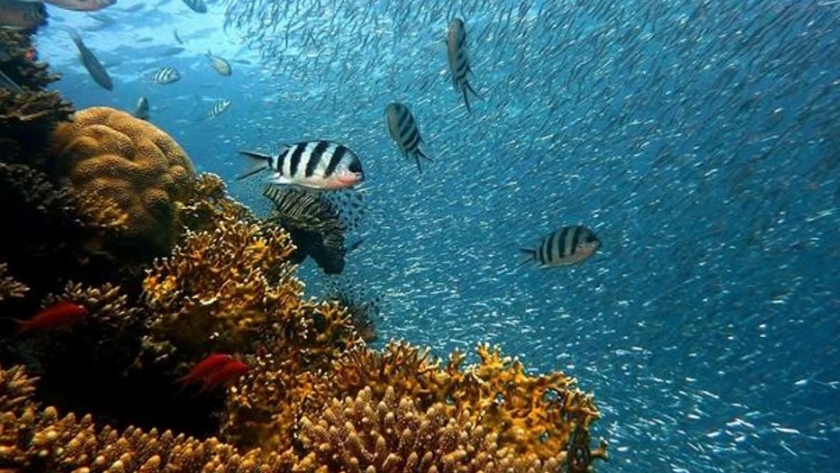 Argentina ratifica su compromiso con el uso sostenible de los océanos