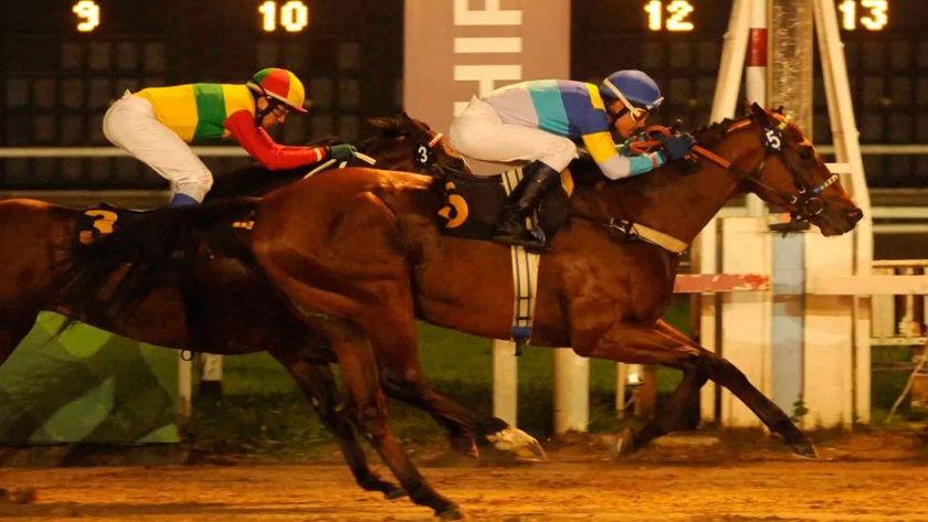 La industria del caballo se ve afectada por la ausencia de exposiciones y carreras