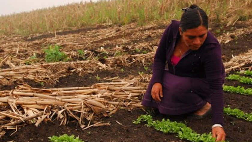 Investigadores publican libro sobre la transición agraria en Paraguay