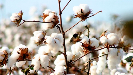 Productores de algodón buscan financiamiento para finalizar la cosecha