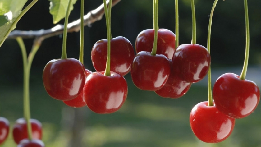 Avanza la cosecha de cereza en Valle Medio