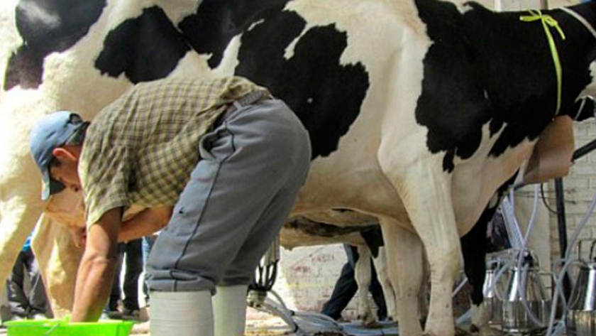 Drama y solidaridad en Uruguay: a un tambero se le murieron 58 vacas por intoxicación y sus vecinos le prestaron animales
