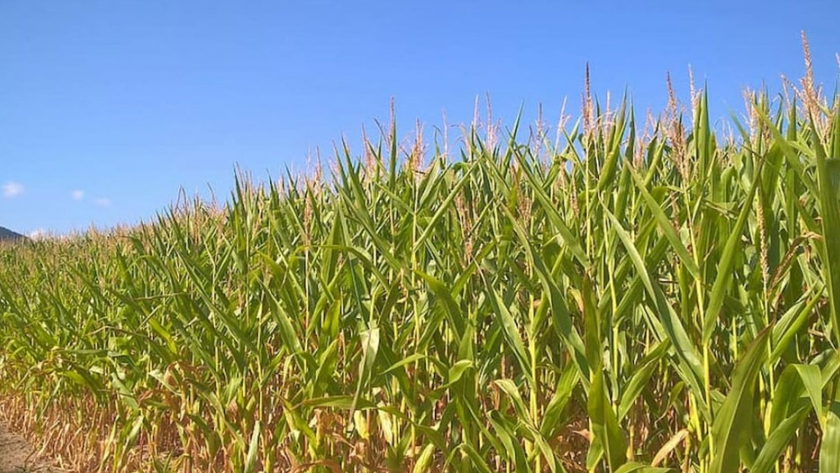 Migración juvenil del campo a la ciudad daña la agricultura de Malawi