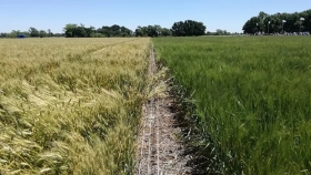 La científica argentina que descubrió el gen para que la soja y el trigo toleren la sequía recibió un importante premio