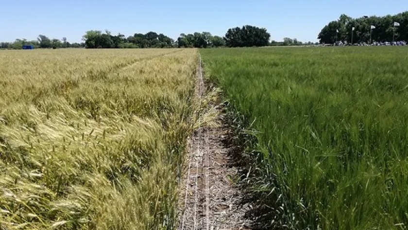 La científica argentina que descubrió el gen para que la soja y el trigo toleren la sequía recibió un importante premio