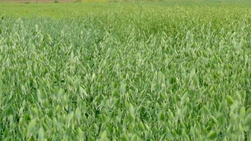 Solicitan el registro de una nueva variedad de avena negra