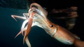 Perú avanza hacia la certificación MSC con la pesquería de calamar gigante