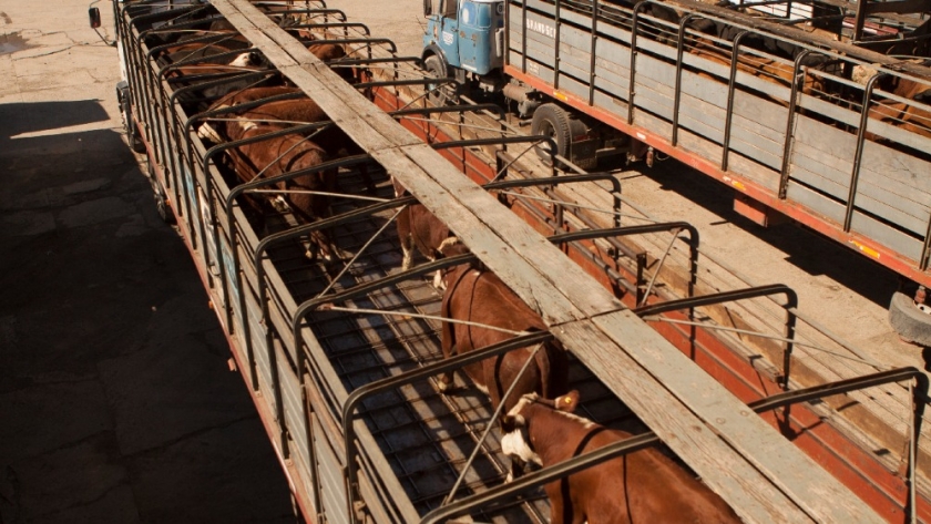 Prevención de estrés térmico en el transporte de animales de consumo para cuidar su bienestar