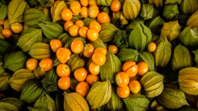 Ensayos en Tucumán: Es la hora de la uchuva, una pariente lejana del tomate y la berenjena