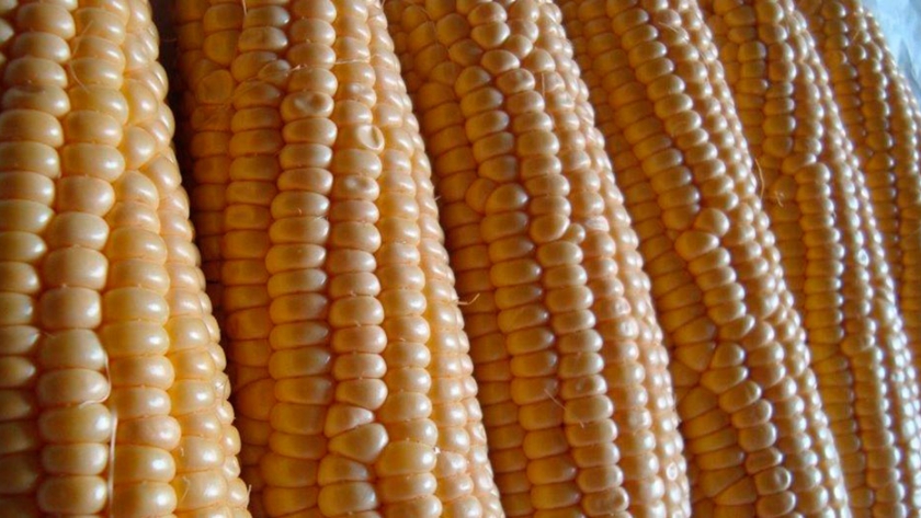 Anita INTA y Eusilia INTA: dos nuevas variedades para la producción de choclos de calidad