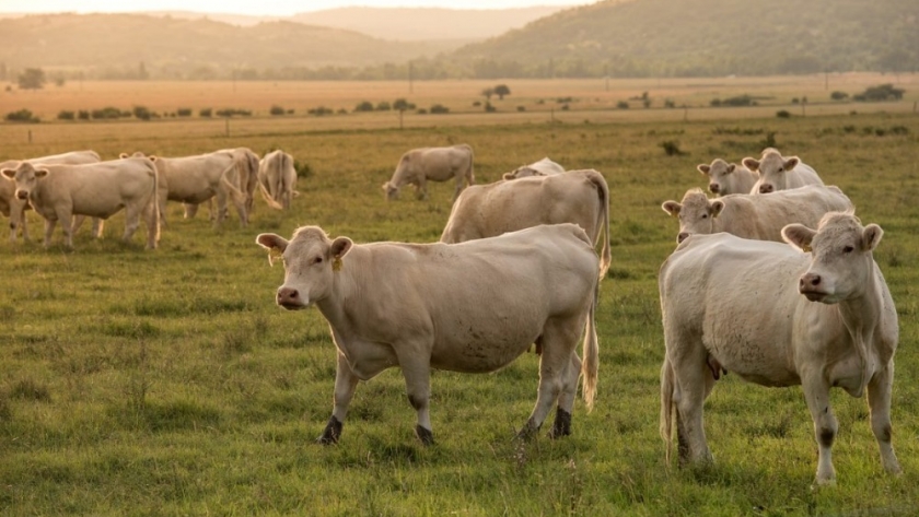 Sistemas forestales y carne carbono bajo y neutro: el futuro de la ganadería mundial