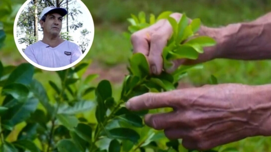 Con el uso de bioinsumos, productor de Puerto Illia recuperó su yerbal y lo multiplicó