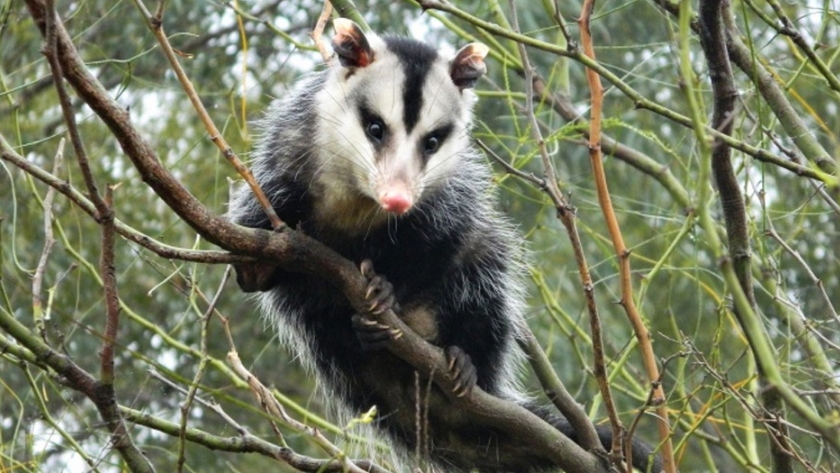 Comadreja overa, una especie protegida de la fauna provincial