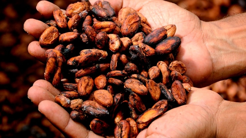 Cargill lucha contra la deforestación en la producción de cacao