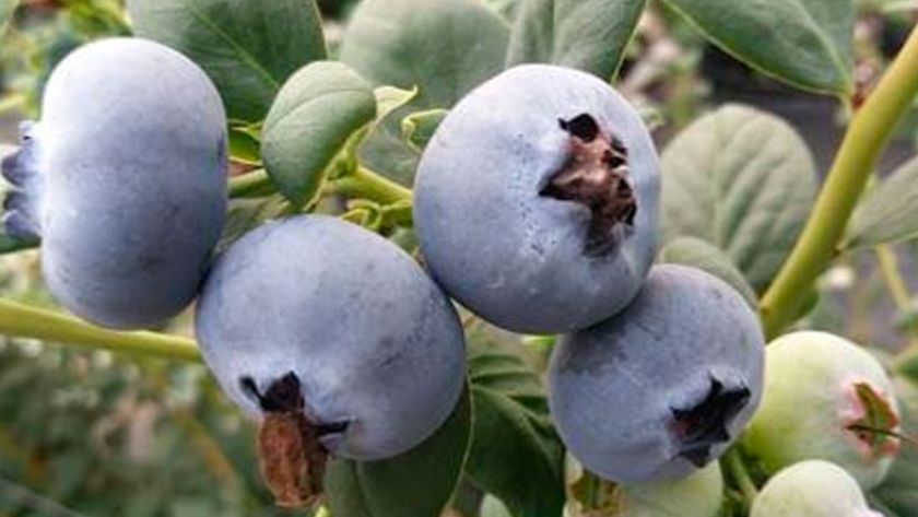 Argentina ya exporta el 95% de la producción de arándanos