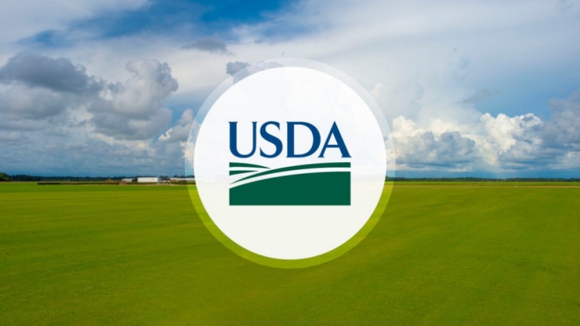 Un informe bajista del USDA apareció para poner en “rojo” los precios de la soja y el maíz en EE.UU.