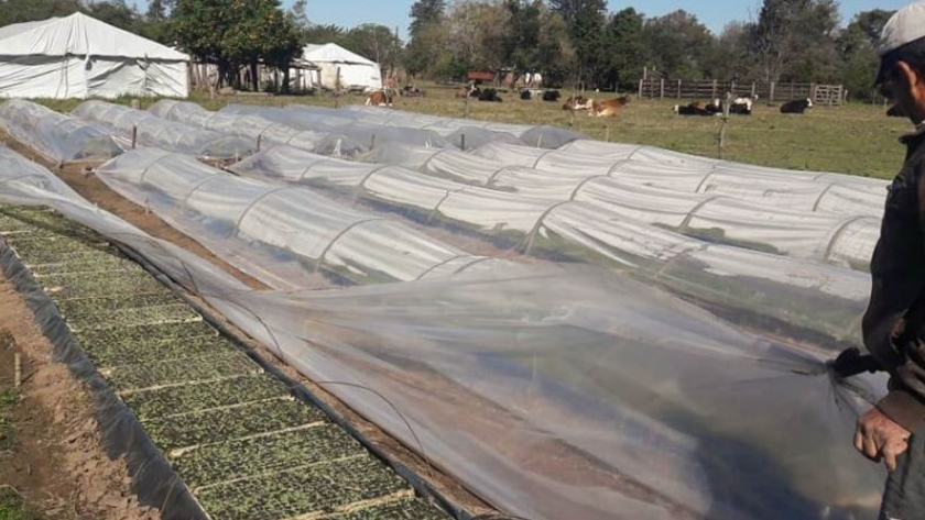 Productores tabacaleros recibieron financiamiento gestionado por el gobierno provincial y aceleran el cultivo