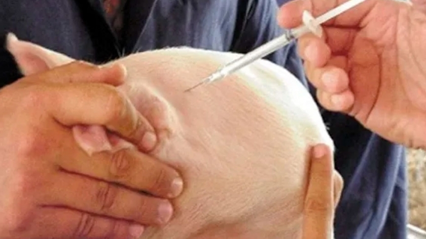 El cerdo estresado gasta mucho en farmacia