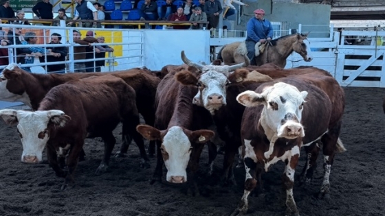 Jesús María remate ganadero supera 1.000 cabezas