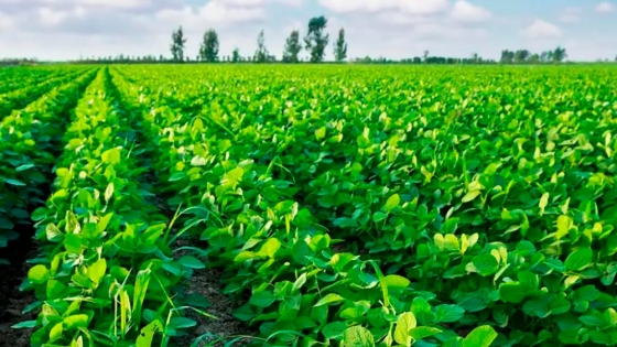 <Con fosfitos, logran manejar malezas resistentes en soja aplicando menos agroquímicos