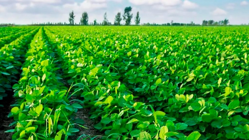 Con fosfitos, logran manejar malezas resistentes en soja aplicando menos agroquímicos