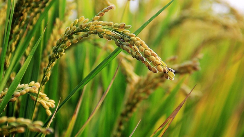 Más de 100 ensayos de variedades agrícolas se han realizado en la Estación Humán del SAG