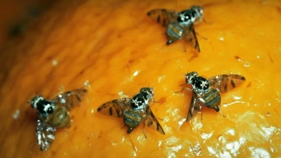 Se redoblan esfuerzos para garantizar el monitoreo de la mosca de los frutos