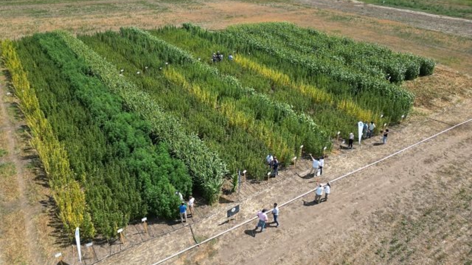 Santiago del Estero da los primeros pasos en el desarrollo productivo del cáñamo industrial