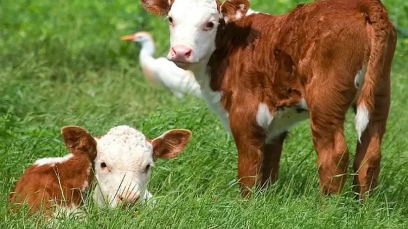 Terneros centinela: la estrategia sanitaria que utiliza la Argentina para vigilar la fiebre aftosa