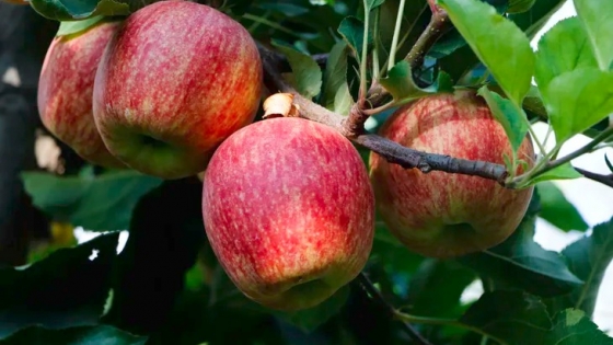 <La manzana Red Delicious entra esta semana en su pico de cosecha