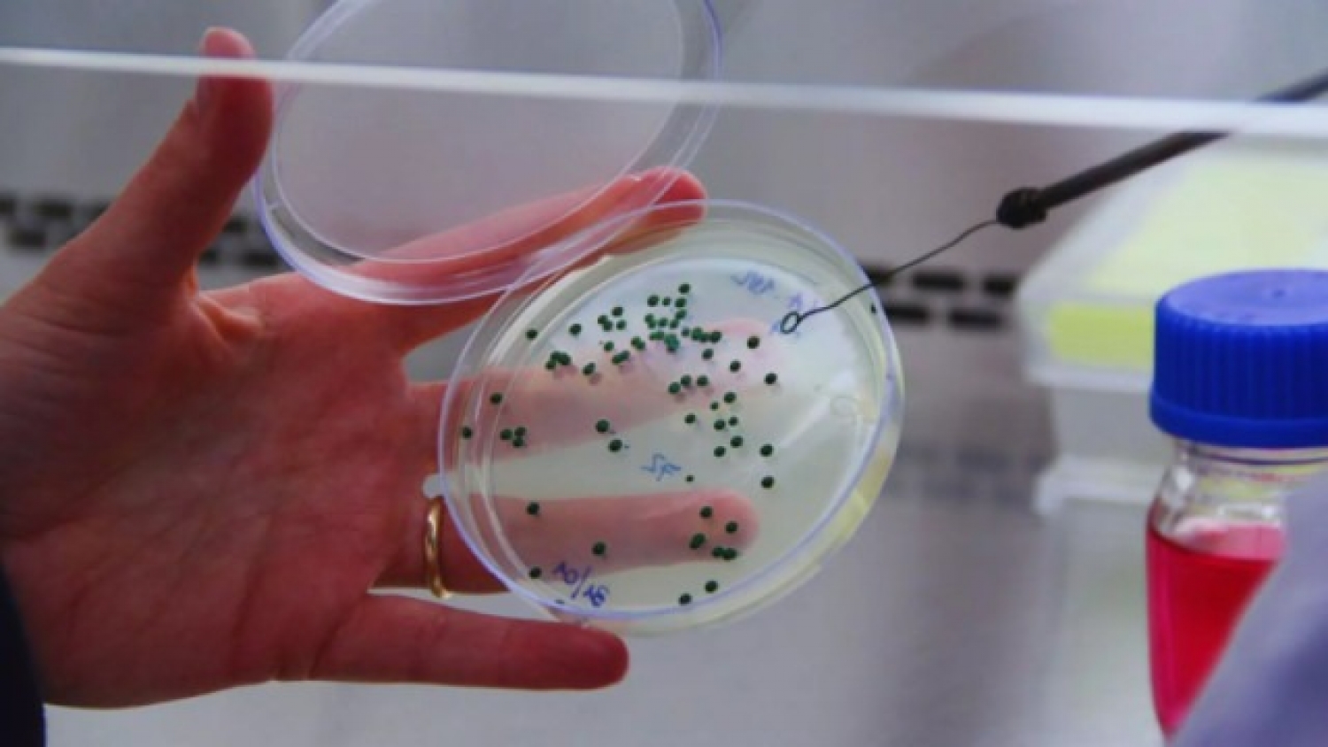 La levadura mendocina que potencia al Malbec y gana terreno en los mercados globales