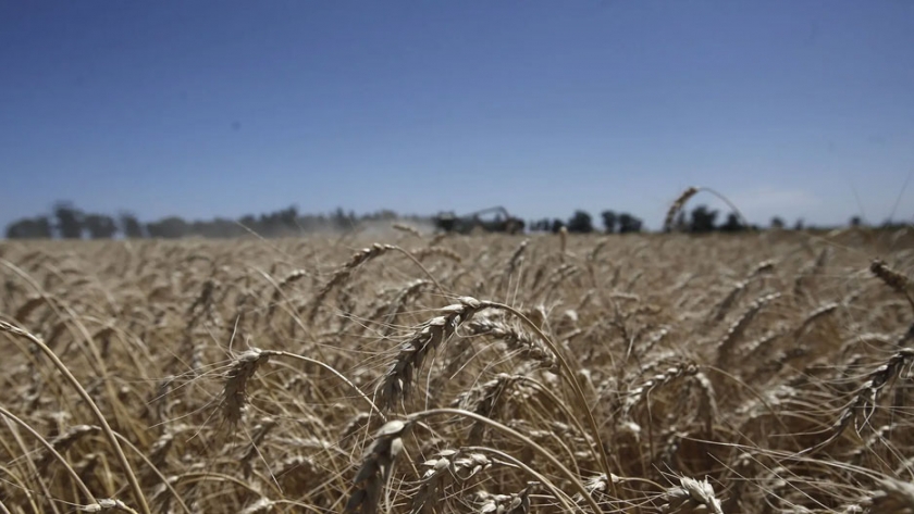 La aprobación comercial del trigo HB4: una invención científica nacional y un riesgo económico extraordinario