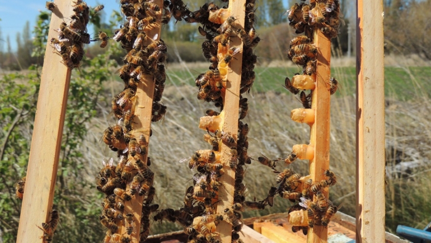 Producción de material vivo apícola en Valle Inferior del Río Chubut