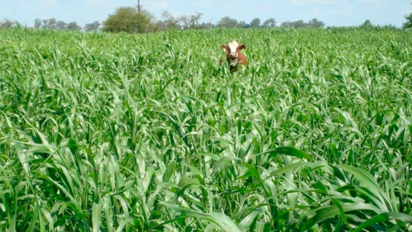 Alertan por la intoxicación de animales con sorgo forrajero