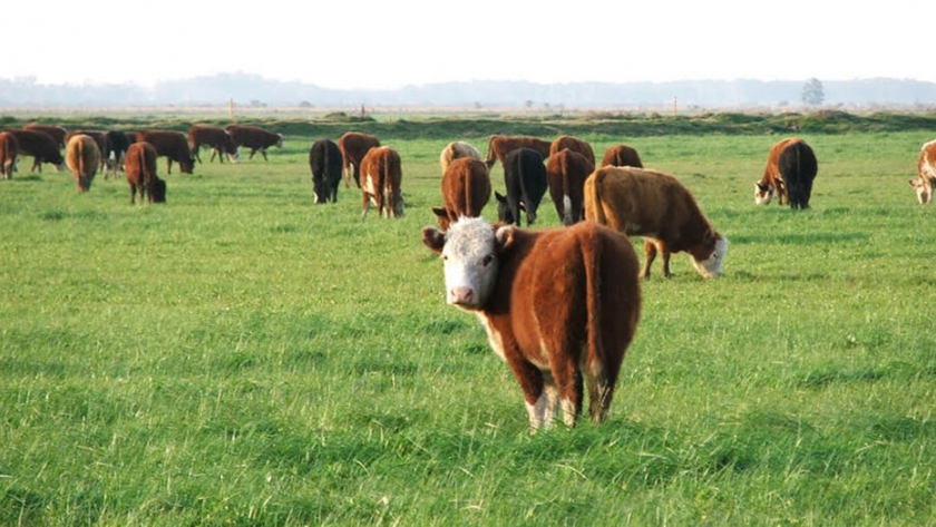 Análisis de modelos ganaderos de cría - recría bovina en Bahía Blanca