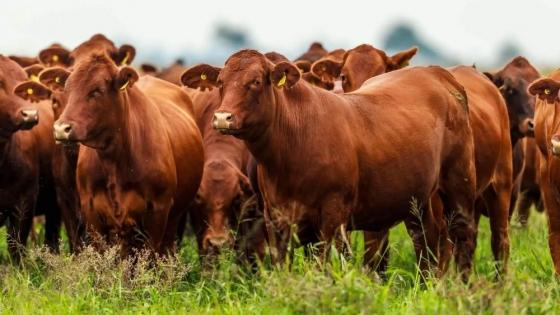 Vacunos: fuertes subas en el Mercado Agroganadero de Cañuelas impulsan al Índice Novillo