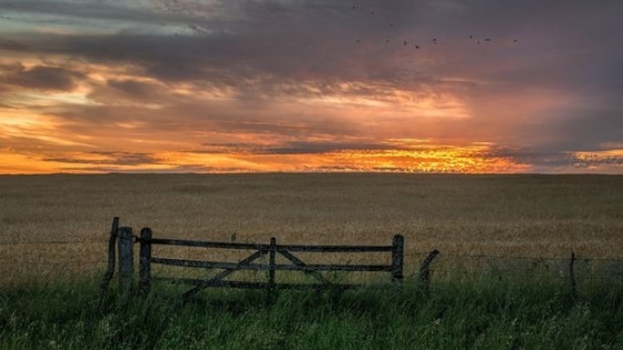 Pese a la devaluación, los alquileres rurales se mantienen estables