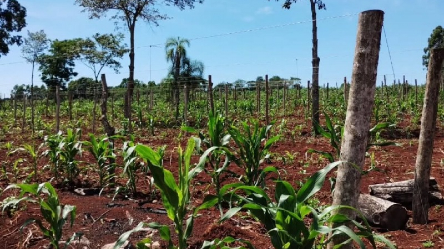 La asistencia técnica fortalece la producción agrícola en Los Helechos con foco en maíz, sandía, melón y maracuyá