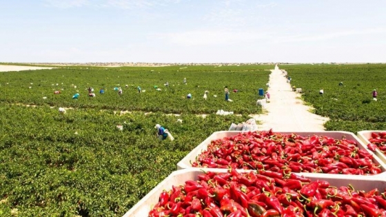 Sector Agropecuario Peruano Presenta una Caída del 1.6% en Junio de 2024