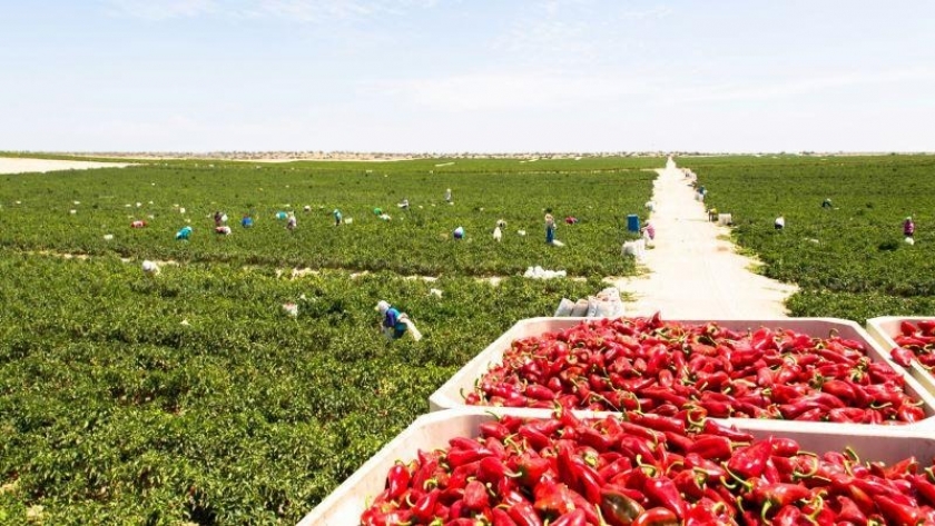 Sector Agropecuario Peruano Presenta una Caída del 1.6% en Junio de 2024