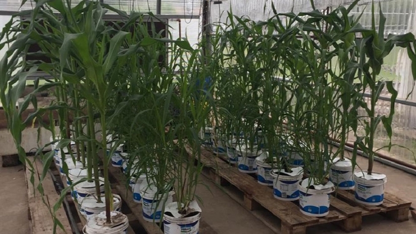 Fertilizante natural con desechos de maíz