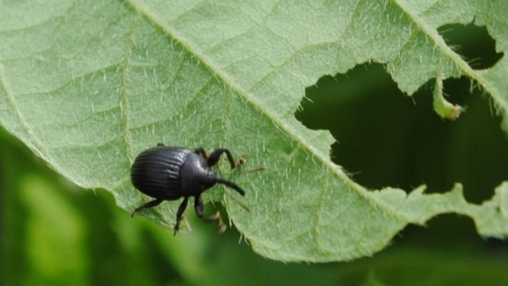 Avanza el picudo negro y preocupa su expansión hacia nuevas zonas sojeras del país