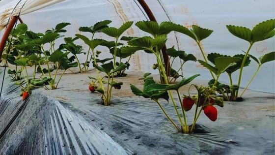 Energía eólica y solar para producir fruta de calidad