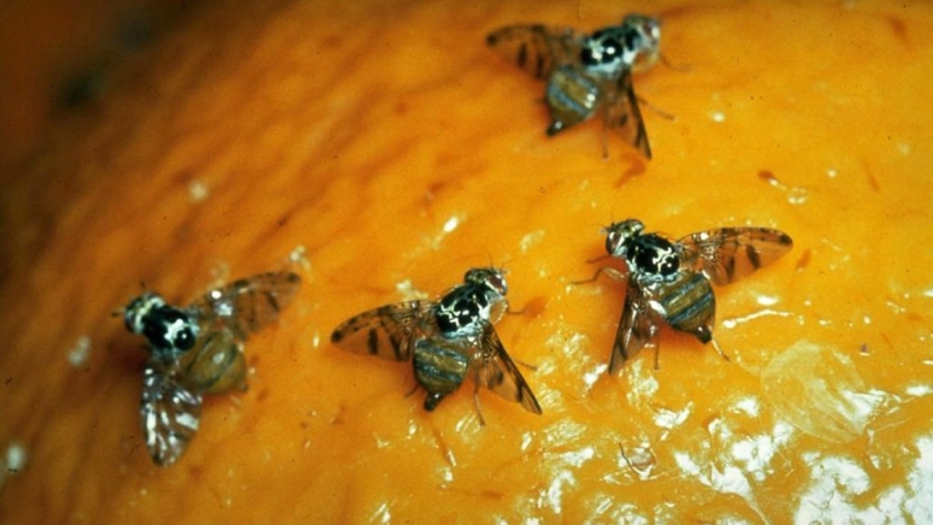 Áreas libres de Mosca de los frutos: Medidas para el ingreso de fruta fresca cítrica hospedante